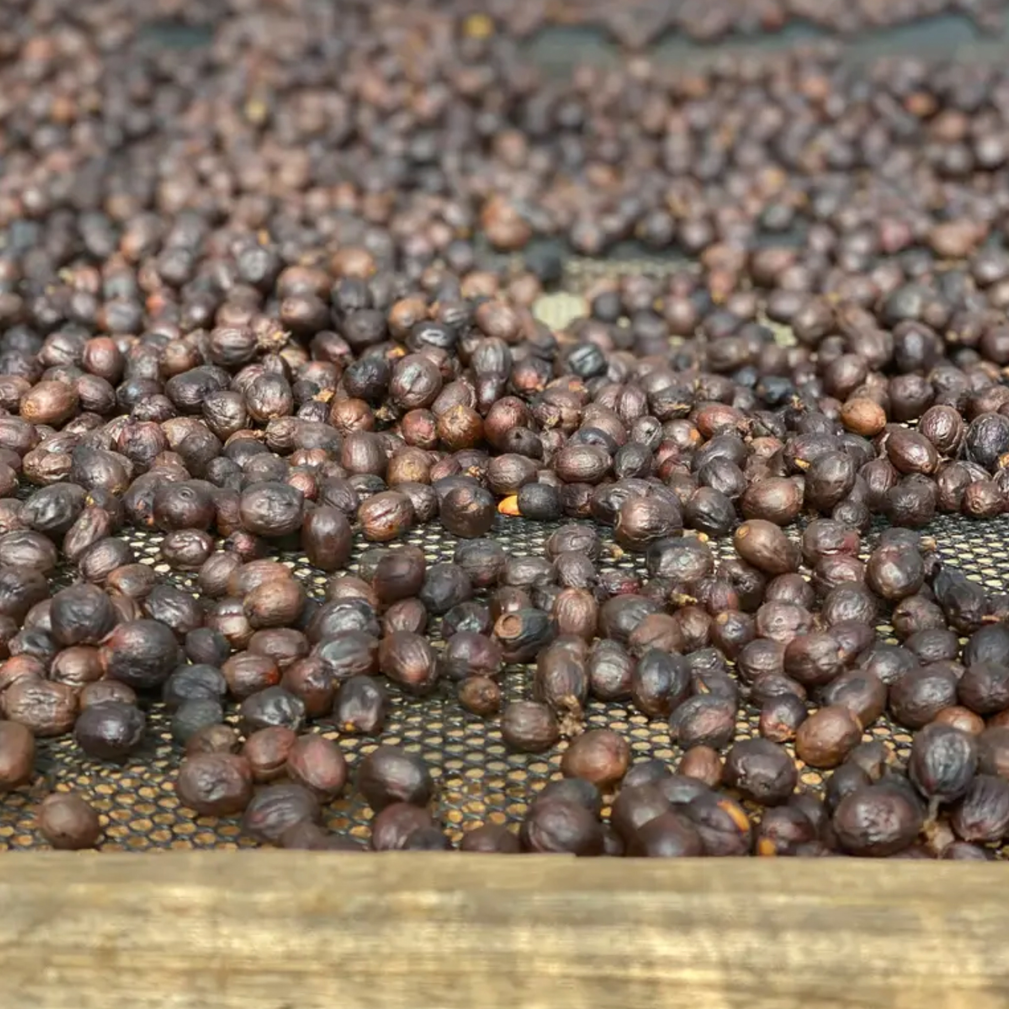 Honey Bourbon Blend, Medium Roast by Left Hand Roasters